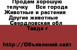 Продам хорошую телучку. - Все города Животные и растения » Другие животные   . Свердловская обл.,Тавда г.